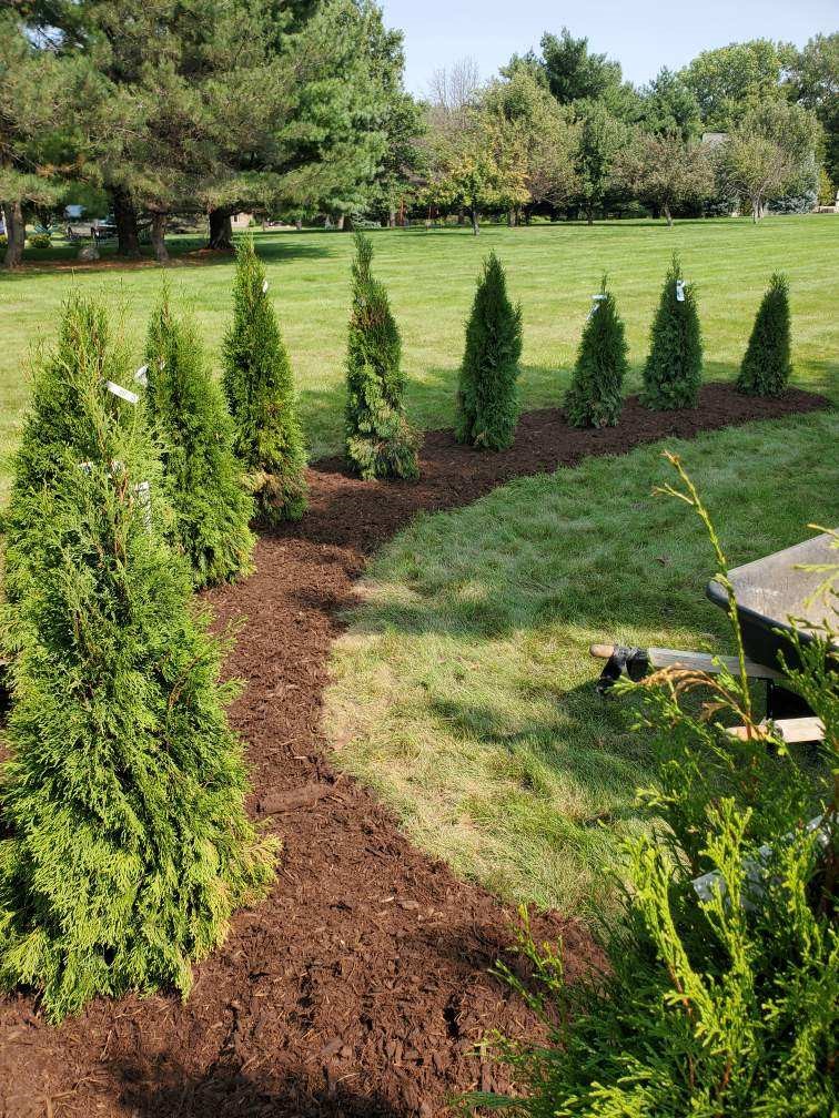Best Trees for Texas Landscapes