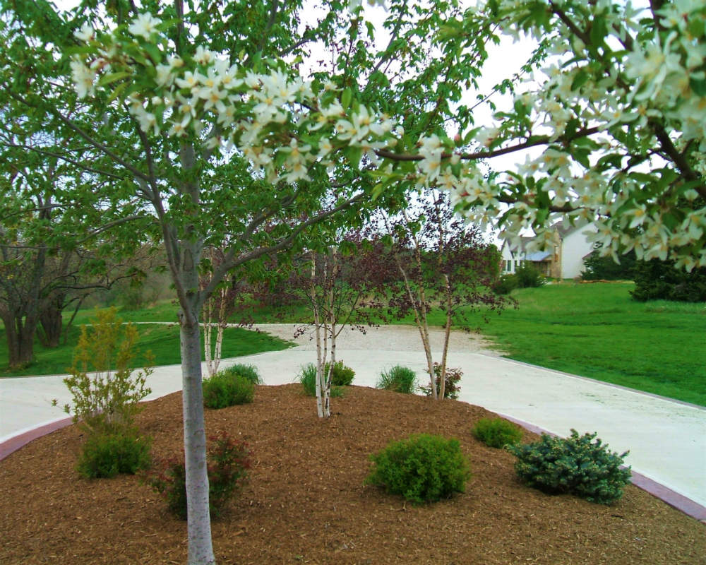 Tree Planting project 2 in North Richland Hills