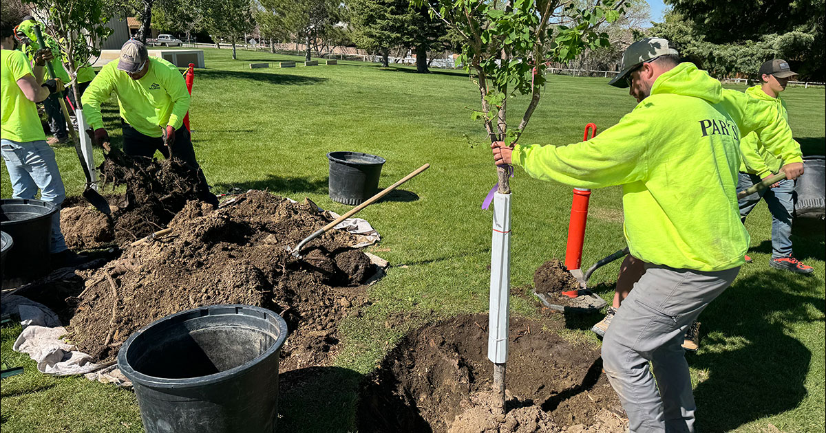 Why Fall is the Best Time to Plant Trees in Texas