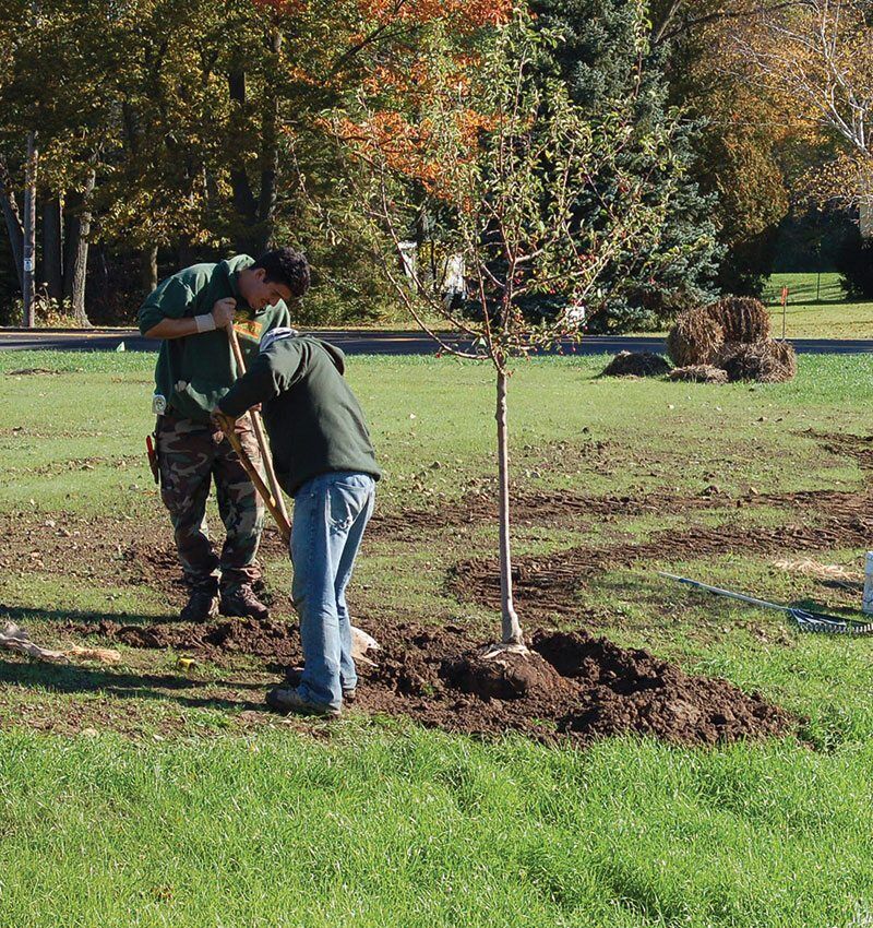 Tree Planting project 4 in North Richland Hills