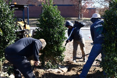 Tree Planting project 5 in North Richland Hills