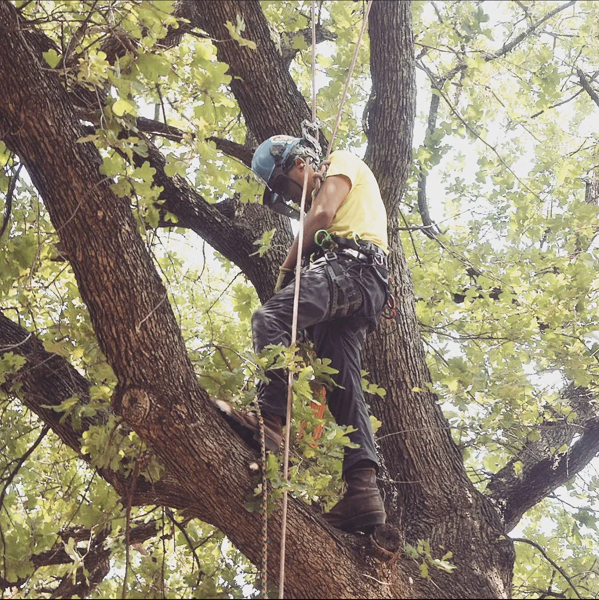 Tree Trimming project 3 in North Richland Hills