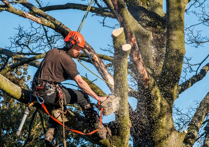 Tree Trimming project 4 in North Richland Hills
